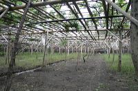 grape-plantation-pr_1f87916