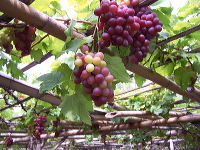 grape-plantation-pr_1f87917
