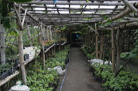 grape-plantation-pr_1f8791a
