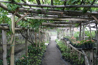 grape-plantation-pr_1f8791b