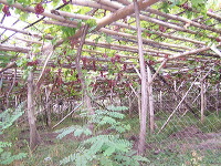 grape-plantation-pr_1f8791c