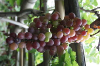 grape-plantation-pr_1f8791d