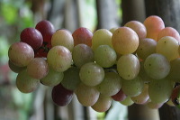 grape-plantation-pr_1f8791f