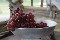 grape-plantation-pr_1f87921