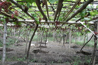 grape-plantation-pr_1f87922