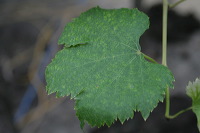 grape-plantation-pr_1f87923