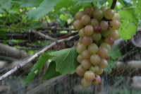 grape-plantation-pr_1f87925