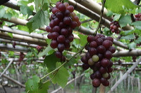 grape-plantation-pr_1f87926