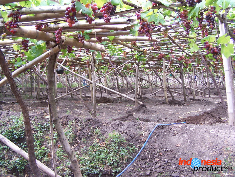 grape-plantation-pr_1f878e3.jpg