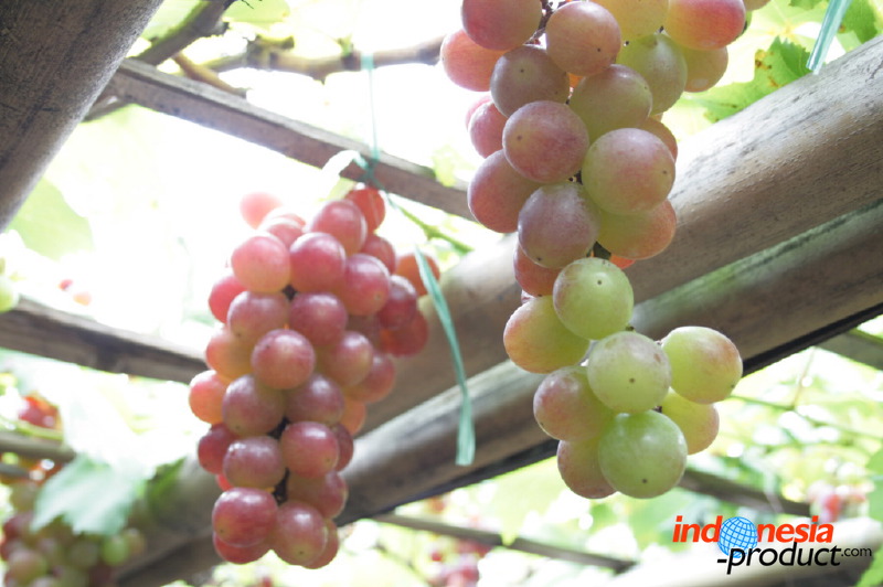 grape-plantation-pr_1f878e4.jpg