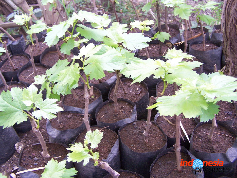 grape-plantation-pr_1f878e5.jpg