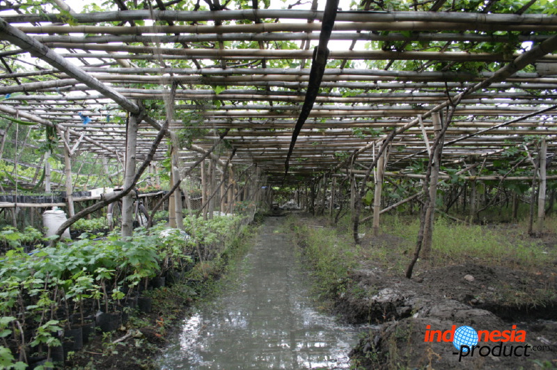 grape-plantation-pr_1f878e6.jpg