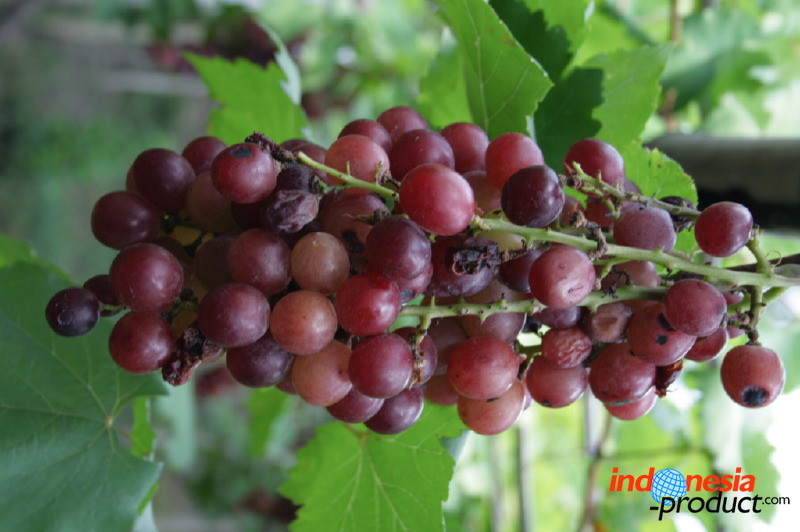 grape-plantation-pr_1f878e7.jpg
