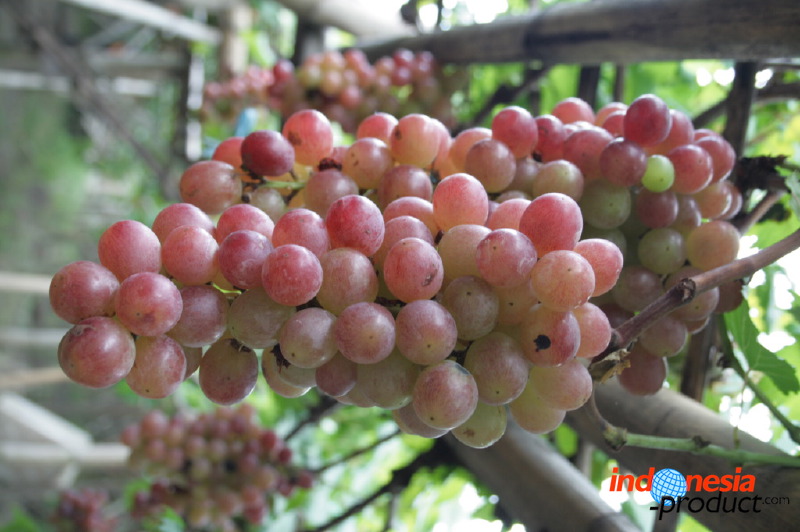 grape-plantation-pr_1f878e8.jpg