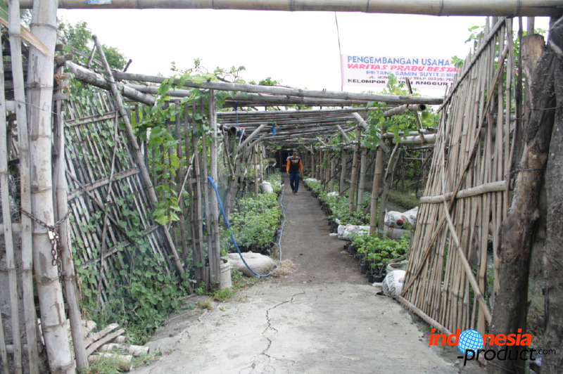 grape-plantation-pr_1f878f4.jpg