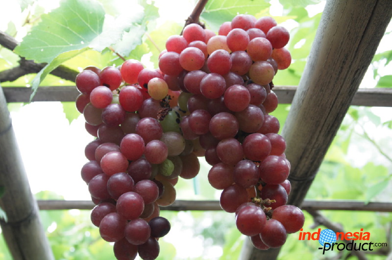 grape-plantation-pr_1f878f5.jpg