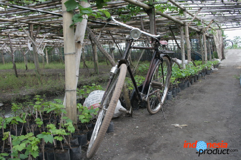 grape-plantation-pr_1f878fa.jpg