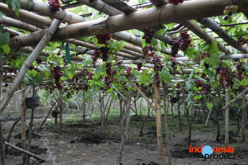 grape-plantation-pr_1f878fb.jpg