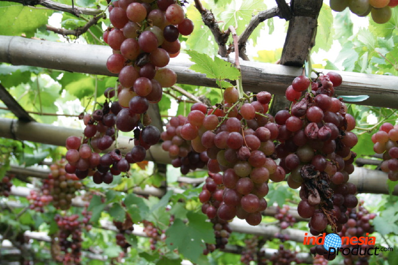 grape-plantation-pr_1f878fc.jpg