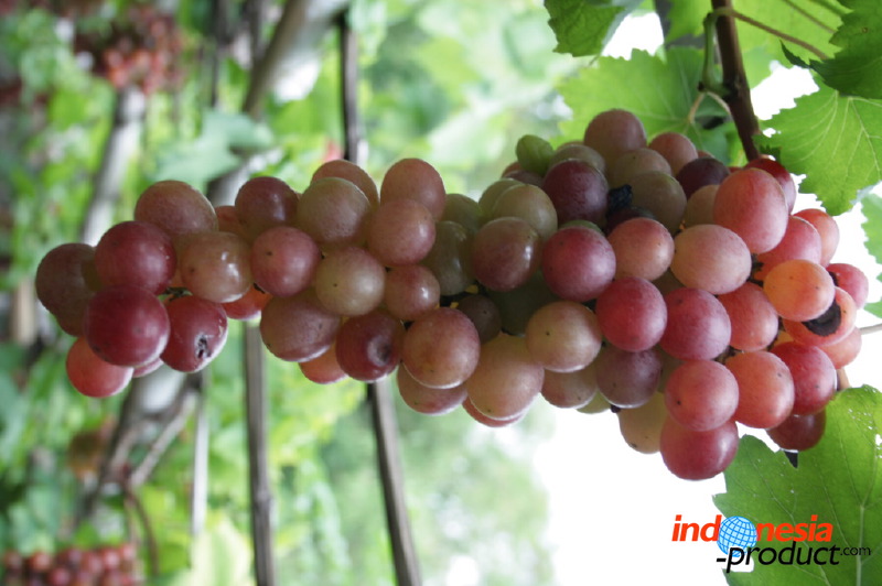grape-plantation-pr_1f878fe.jpg