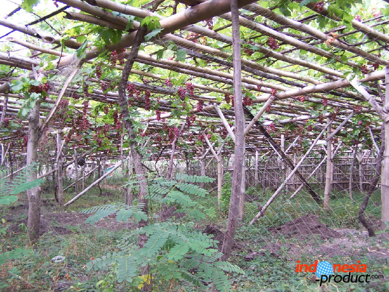 grape-plantation-pr_1f878ff.jpg