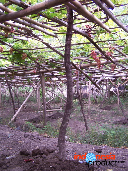 grape-plantation-pr_1f87902.jpg