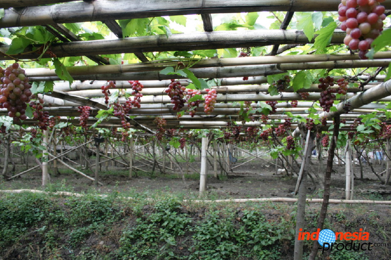 grape-plantation-pr_1f87905.jpg