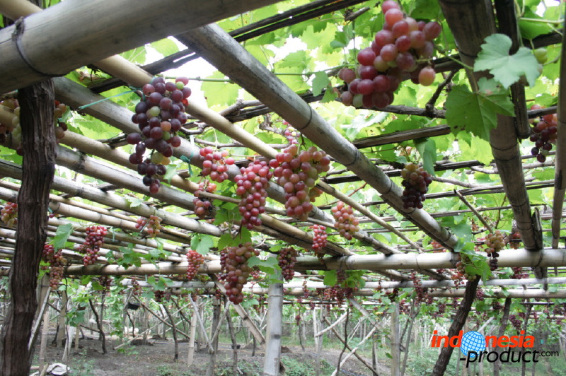 grape-plantation-pr_1f87906.jpg