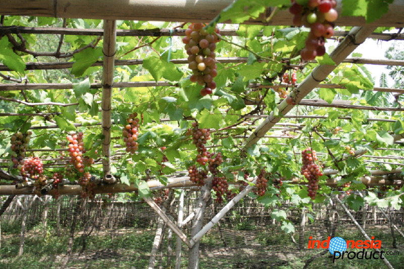 grape-plantation-pr_1f87907.jpg