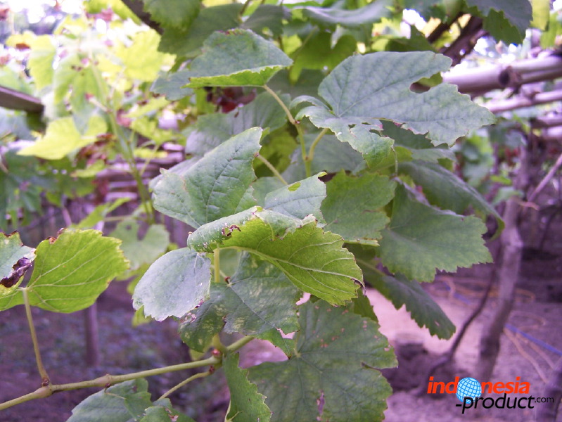 grape-plantation-pr_1f87908.jpg