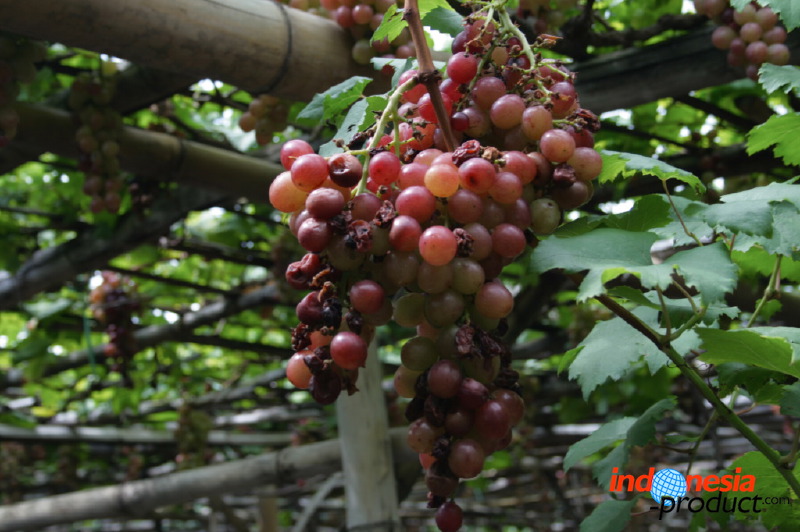 grape-plantation-pr_1f87909.jpg