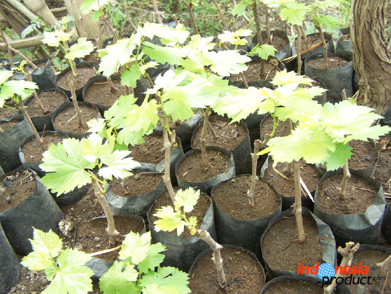 grape-plantation-pr_1f87915.jpg
