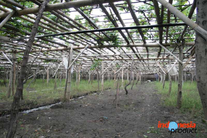 grape-plantation-pr_1f87916.jpg
