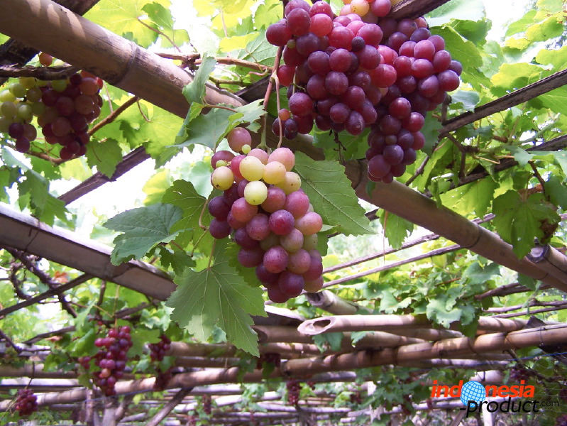 grape-plantation-pr_1f87917.jpg