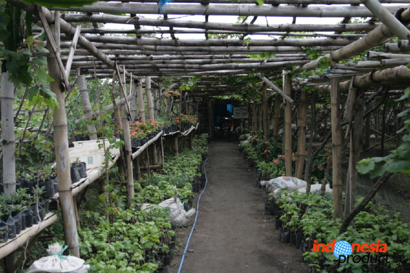 grape-plantation-pr_1f8791a.jpg