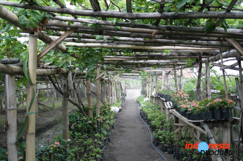 grape-plantation-pr_1f8791b.jpg