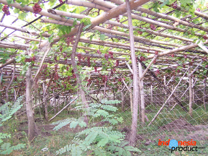 grape-plantation-pr_1f8791c.jpg