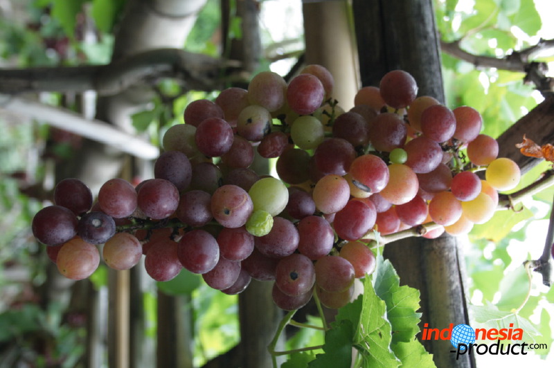 grape-plantation-pr_1f8791d.jpg