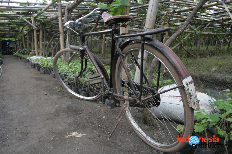 grape-plantation-pr_1f8791e.jpg