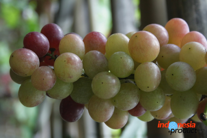 grape-plantation-pr_1f8791f.jpg