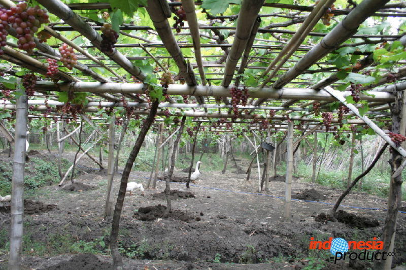 grape-plantation-pr_1f87922.jpg