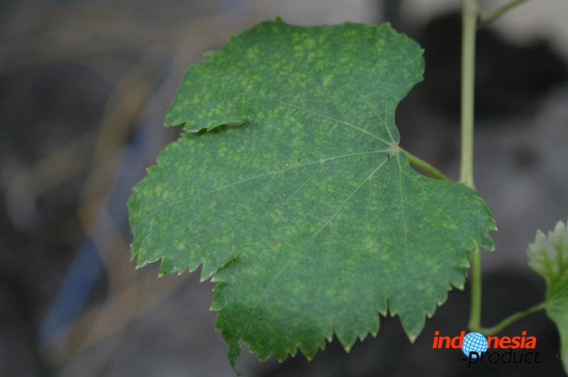 grape-plantation-pr_1f87923.jpg