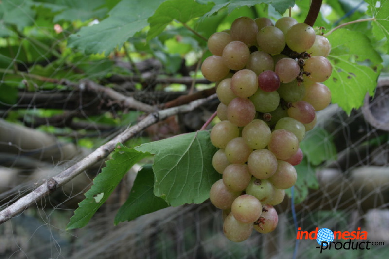 grape-plantation-pr_1f87925.jpg