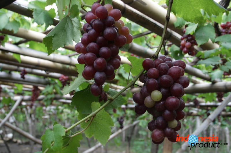 grape-plantation-pr_1f87926.jpg