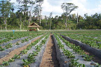images/link/coffee-plantation.jpg