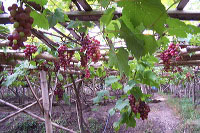 images/link/grape-plantation.jpg