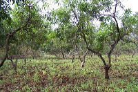 images/link/manggo-plantation.jpg