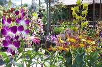images/link/orchid-market.jpg