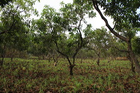 manggo-plantation-01