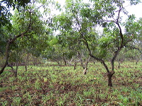 manggo-plantation-02